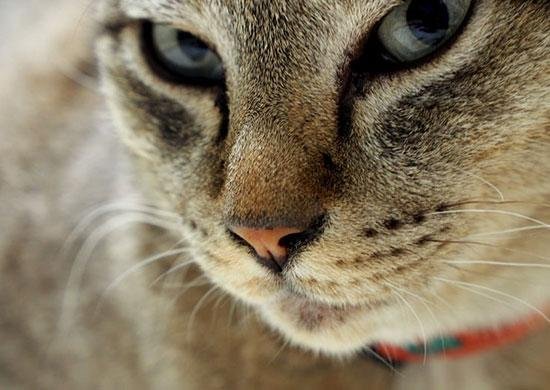 Nala